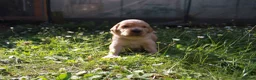 Golden Retriever dogs for sale: Litter of Golden Retriver puppies in Peterborough - Advert 17