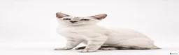 Bengal cats for sale: 🐆F6 Pedigree Bengal Kittens | TICA Registered in Leeds - Advert 16
