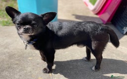 Chihuahua dogs for stud: 2 Super Tiny KC Chihuahua STUDs (Father and son) in Peterborough - Image 15