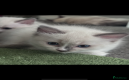 Ragdoll cats for sale: 2 female blue bicoloured ragdolls for sale🤍 - Image 6