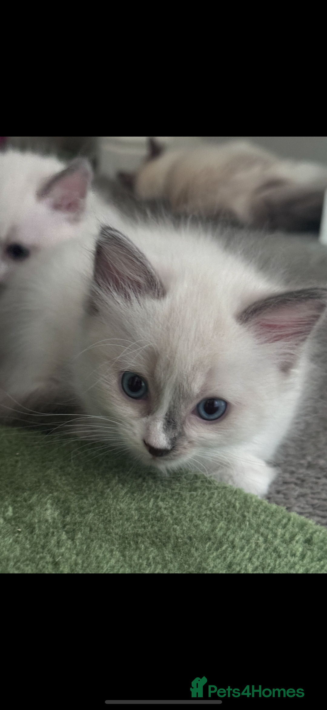 Ragdoll cats for sale: 2 female blue bicoloured ragdolls for sale🤍 - Image 6