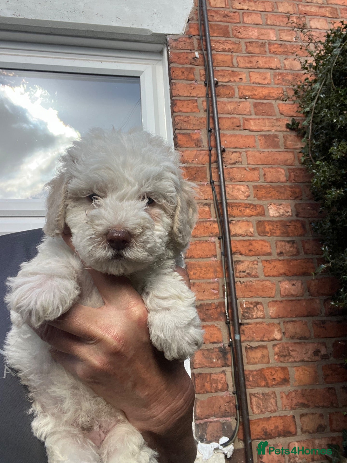 Bordoodle dogs F1b Bordoodle extensive genetic test clear  - Advert 2
