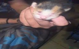 Mixed Breed cats for sale: Three kittens  - Image 4
