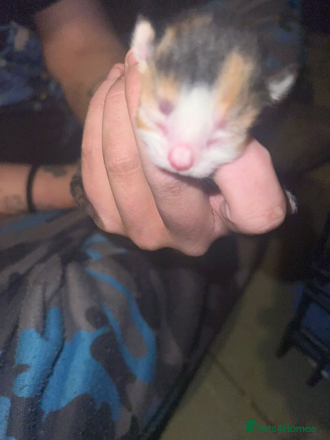 Mixed Breed cats for sale: Three kittens  - Image 4