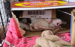 Rat rodents for sale: 2 Dumbo Rats for Rehoming - Image 4