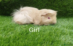 Guinea Pig rodents for sale: Alpaca x Guinea pigs  - Image 3