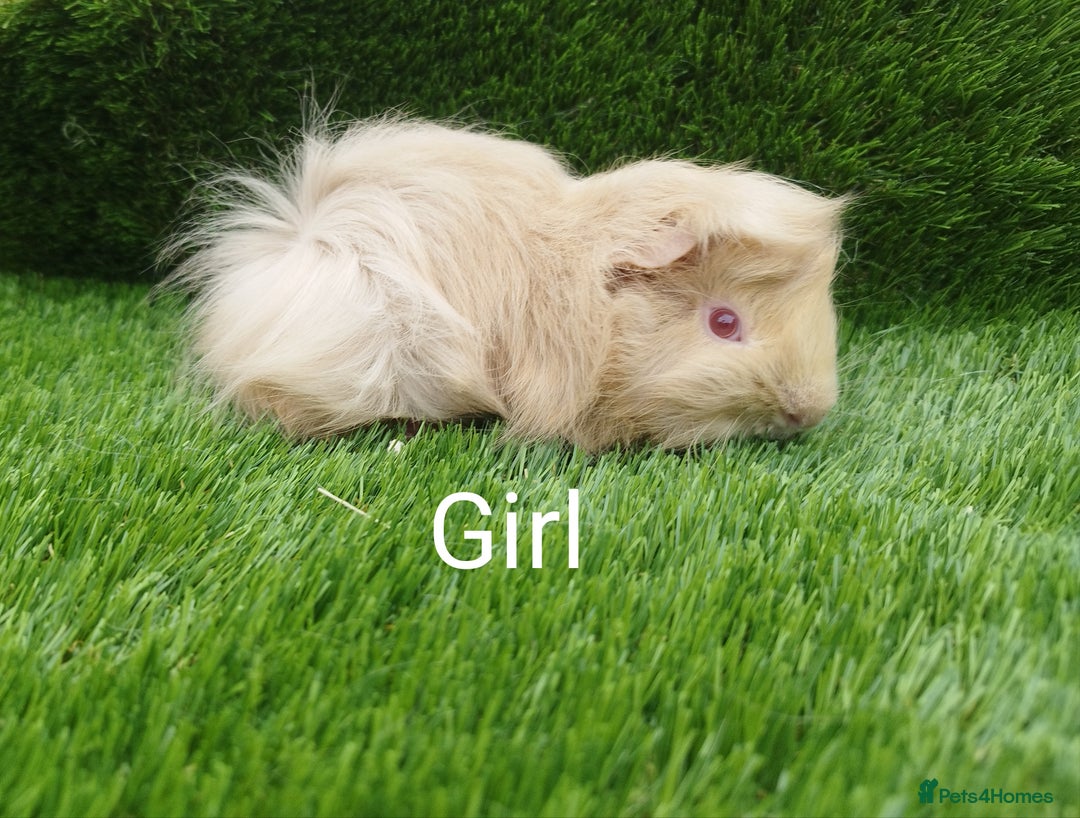 Guinea Pig rodents for sale: Alpaca x Guinea pigs  - Image 3