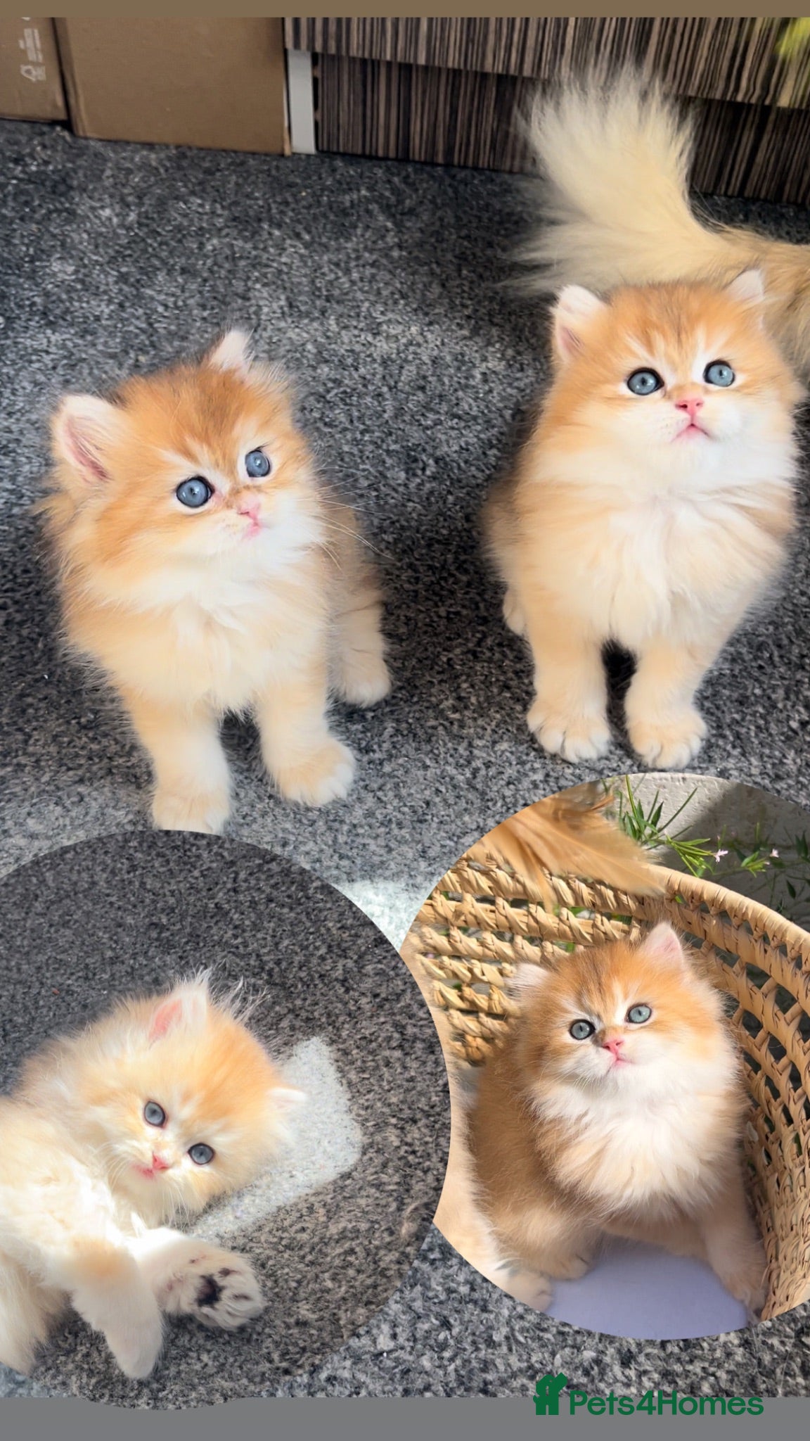 British Longhair cats 👑 GCCF Champion Line British Kittens 🐾 - Advert 1