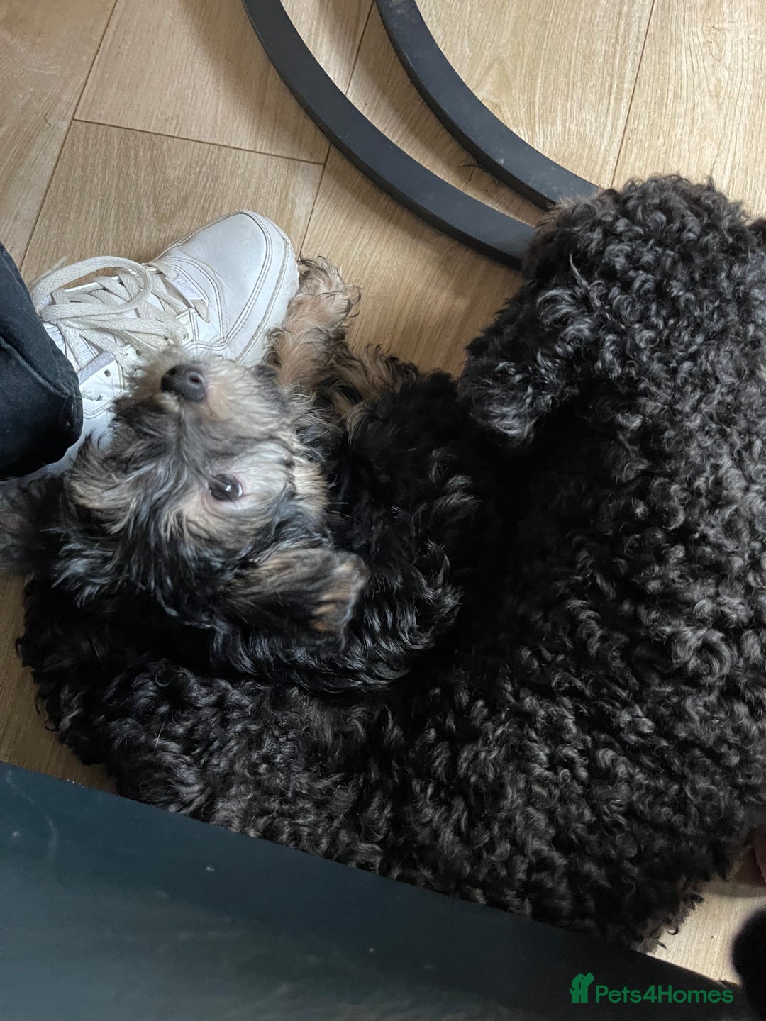 Mixed Breed dogs for sale: Adorable Morkie Poo puppies - Advert 20