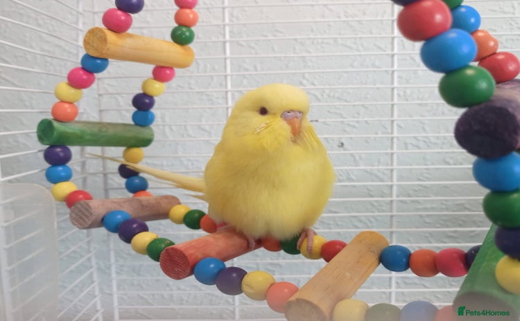 Budgerigars birds - Advert 7