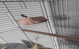 Cockatiels birds for sale: Yellow/white Cockatiel - Image 9
