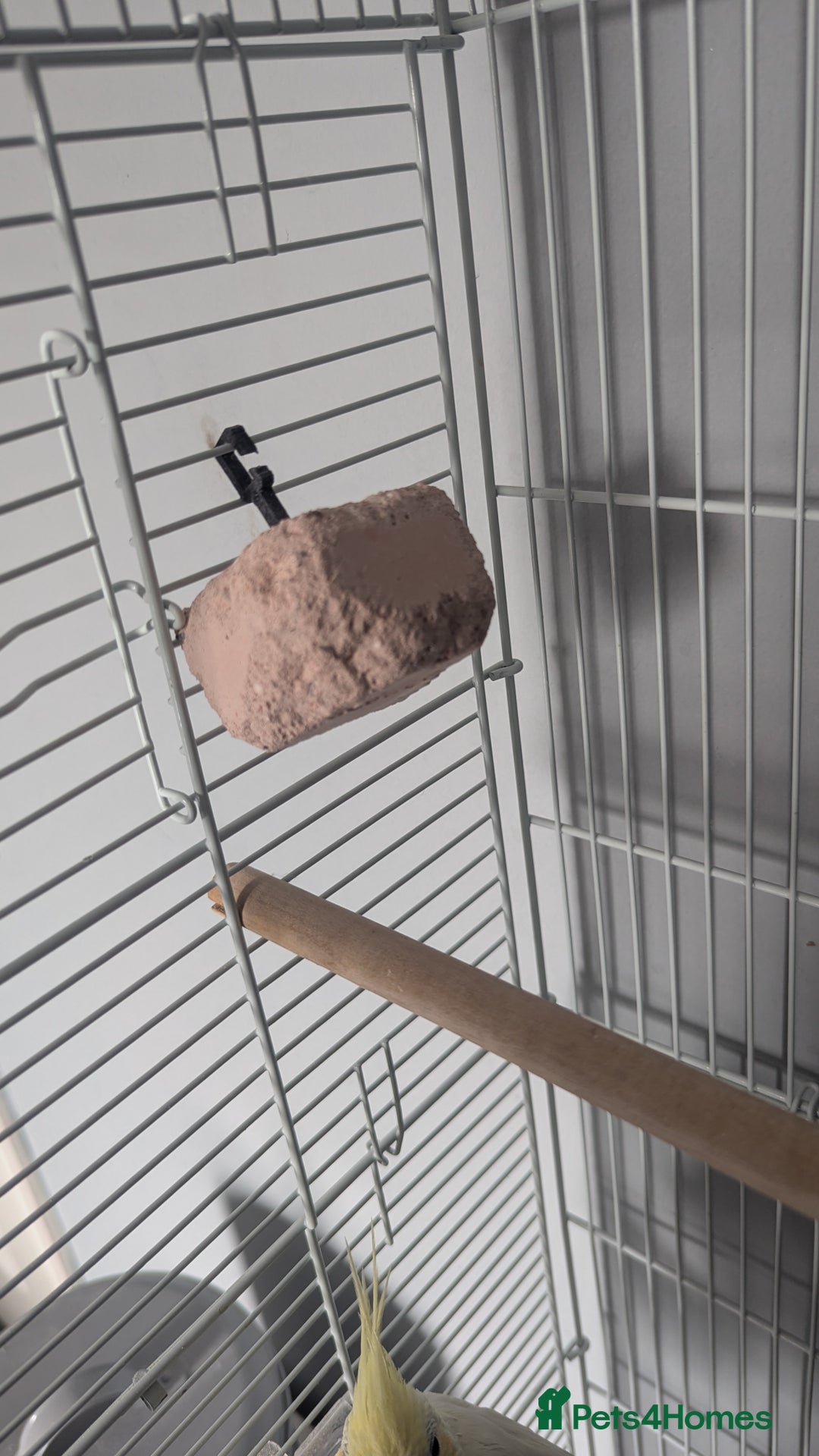 Cockatiels birds for sale: Yellow/white Cockatiel - Image 9