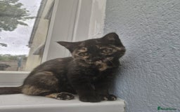 Selkirk Rex cats for sale: Pedigree Selkirk rex  kittens ready now  in Burnham-on-Sea - Image 8