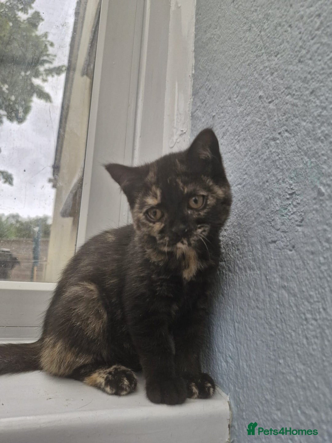 Selkirk Rex cats for sale: Pedigree Selkirk rex  kittens ready now  in Burnham-on-Sea - Image 8