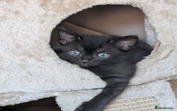 Mixed Breed cats for sale: 3 beautiful 1/4 bengal 1/4 flame nose kittens - Image 1