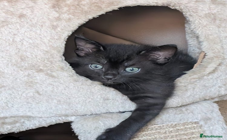 Mixed Breed cats - Advert 11