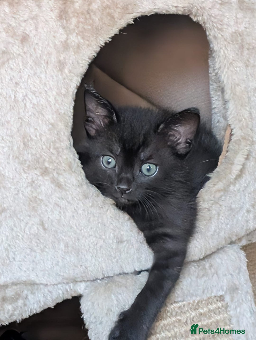 Mixed Breed cats for sale: 3 beautiful 1/4 bengal 1/4 flame nose kittens - Image 1