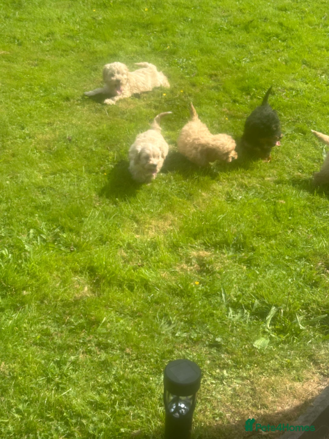 Cockapoo dogs for sale: Crazy Cockapoo puppies    - Image 14