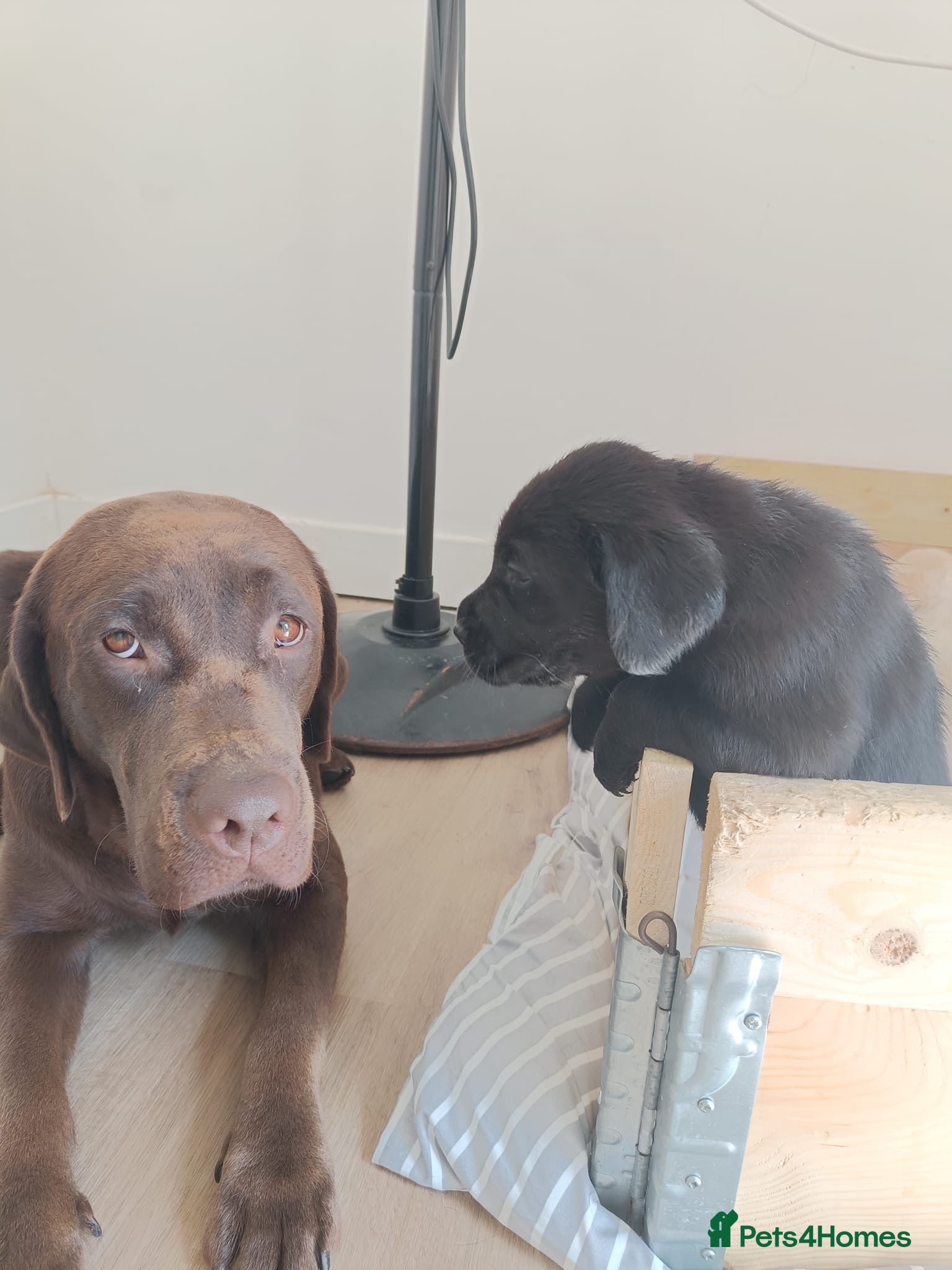 Labrador Retriever dogs Black Labrador puppies for sale  - Advert 16