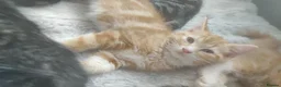 Mixed Breed cats for sale: Beautiful soft loving kitten  - Advert 19