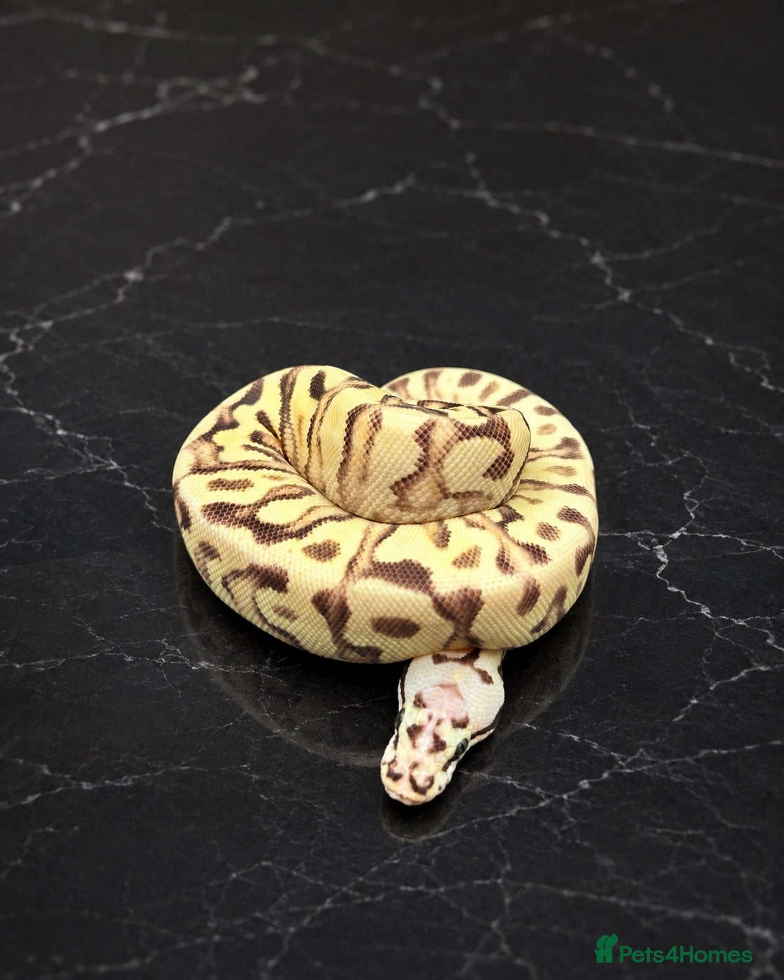 Python Snake reptiles Stunning Baby Ball Pythons!  - Advert 1