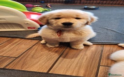 Golden Retriever dogs for sale: We have 5 boys and 3 girls Golden remaining 🐾 - Image 10