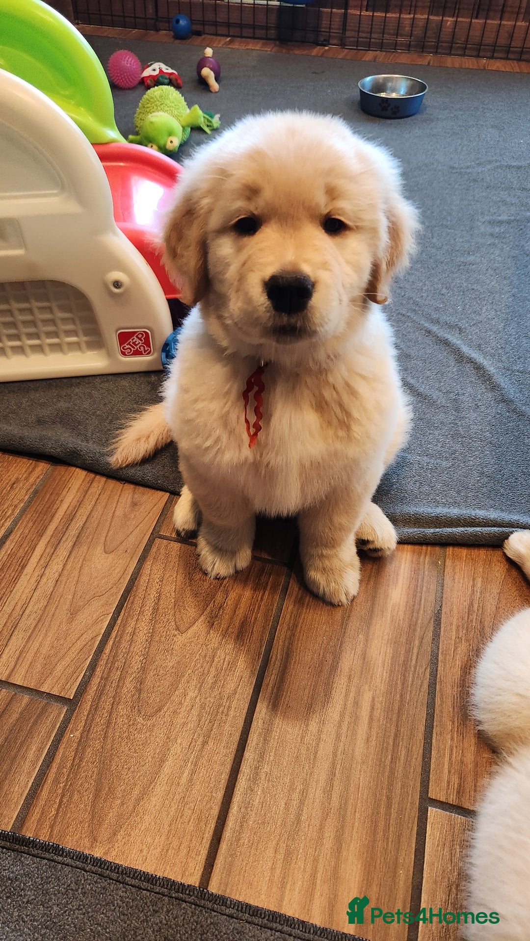 Golden Retriever dogs for sale: We have 5 boys and 3 girls Golden remaining 🐾 - Image 10