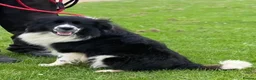 Border Collie dogs for stud: Finn Our Handsome Border Collie STUD ONLY  - Advert 2