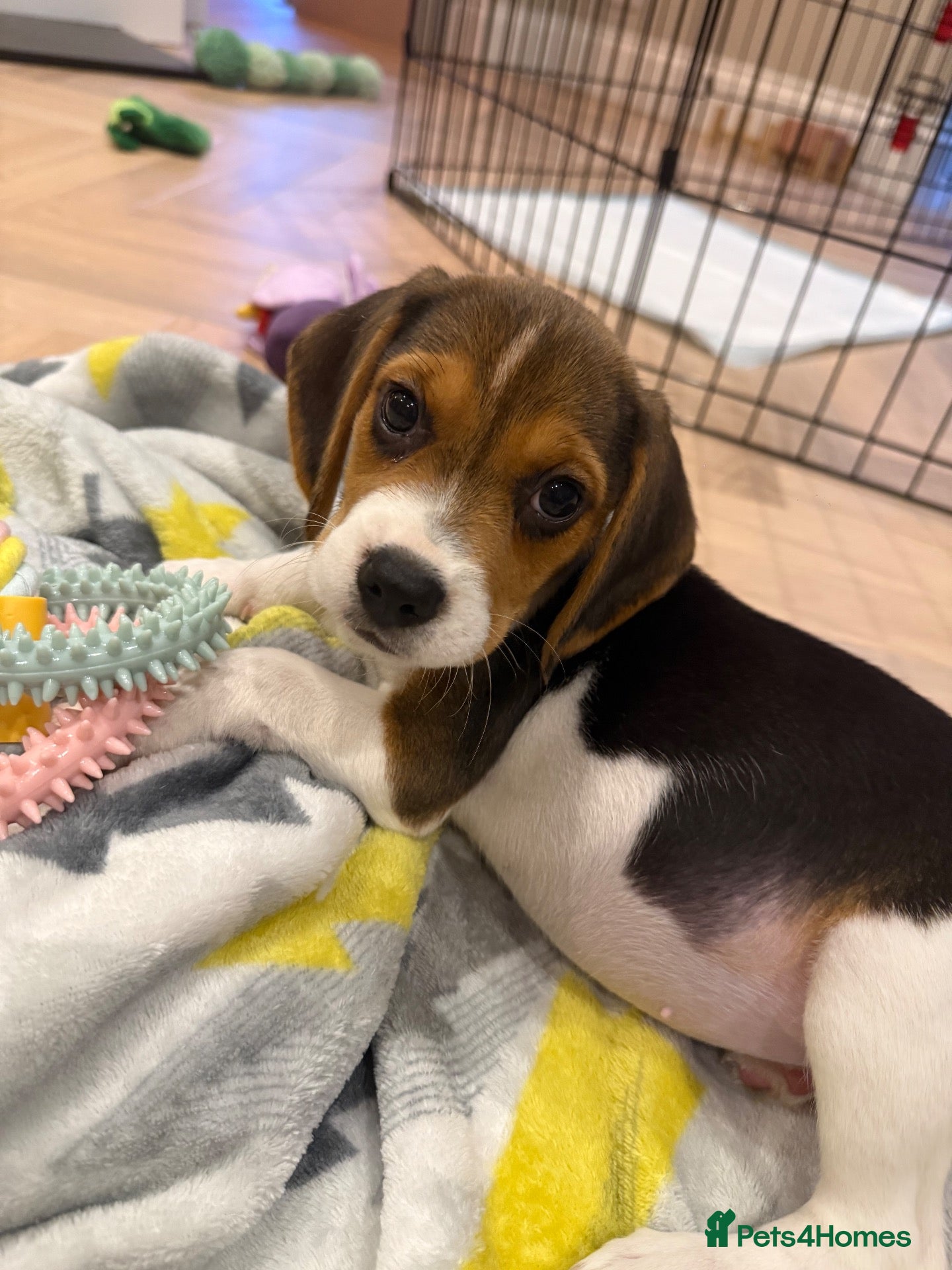 Beagle dogs Luna the beagle  - Advert 6