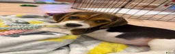Beagle dogs for sale: Luna the beagle  - Advert 1