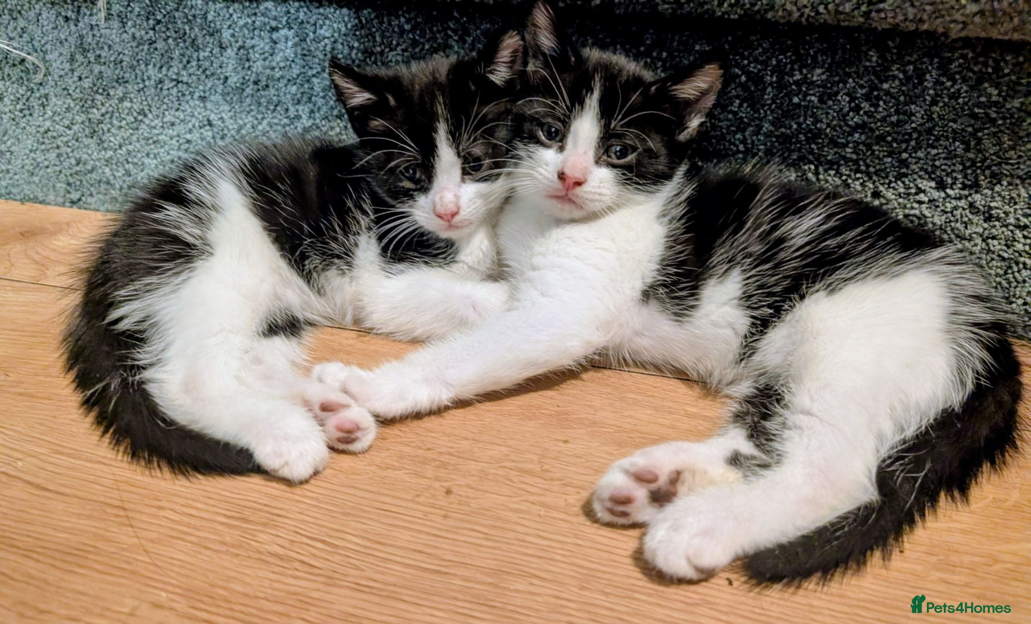Mixed Breed cats Maine coon mix - Advert 10