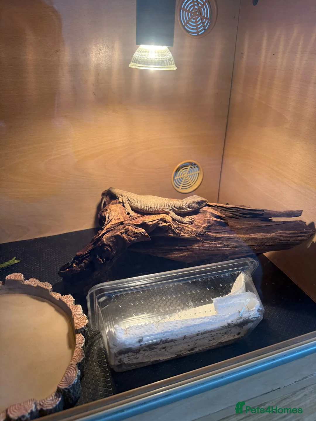 Monitor reptiles for sale: Juvenile monitor lizard  in Eastbourne - Advert 2