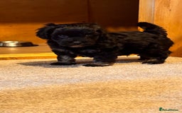 Yorkiepoo dogs for sale: Beautiful puppies  - Image 13
