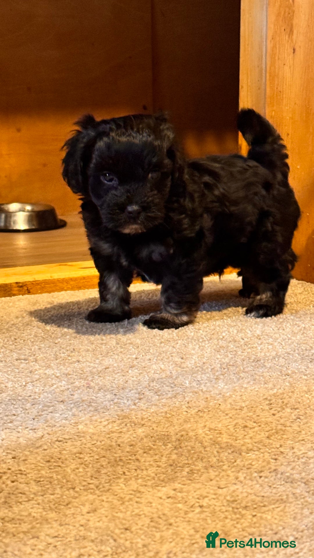 Yorkiepoo dogs for sale: Beautiful puppies  - Image 13
