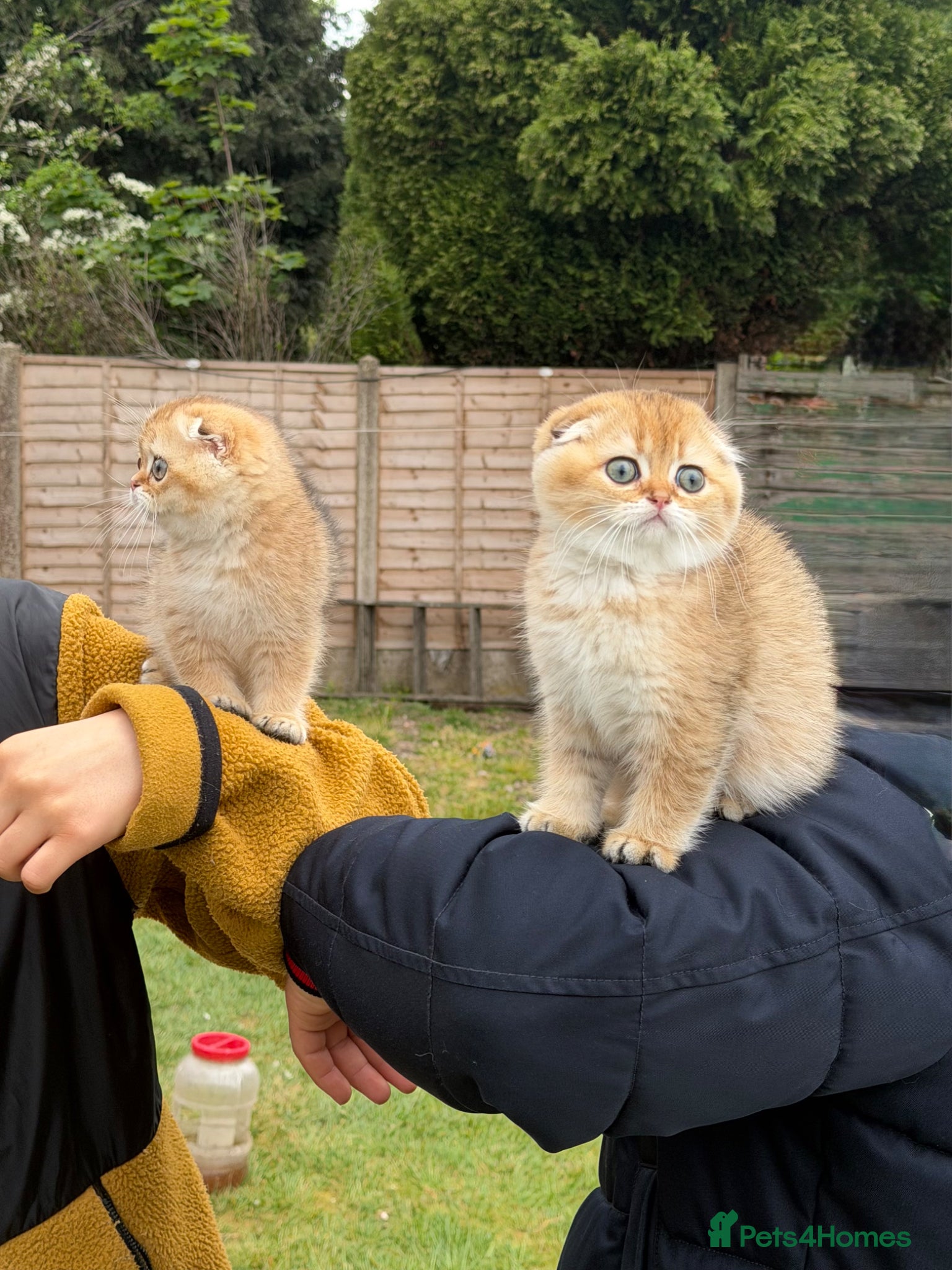Scottish Fold cats British Shorthaired Golden Cats - Advert 4