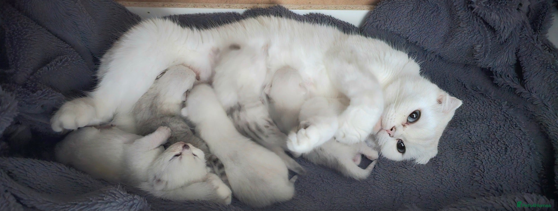Scottish Fold cats Scottish fold/straight kittens - Advert 1