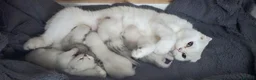 Scottish Fold cats for sale: Scottish fold/straight kittens - Advert 1