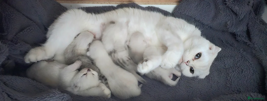 Scottish Fold cats for sale: Scottish fold/straight kittens - Advert 1