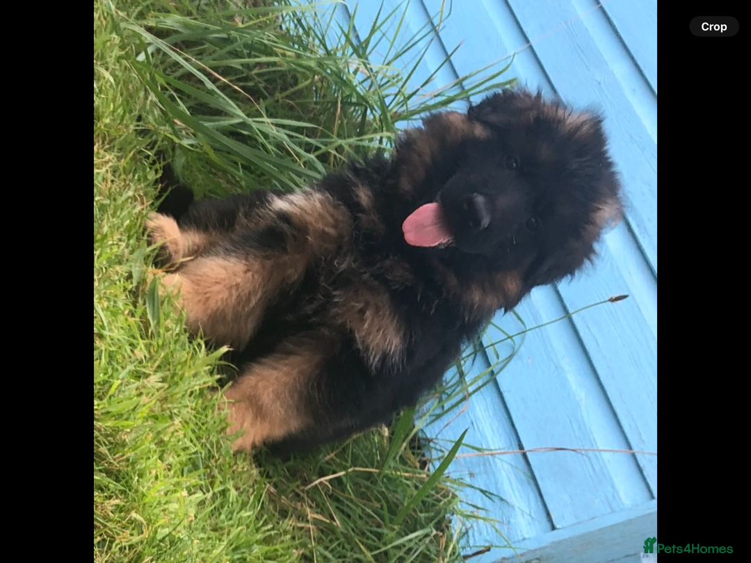 German Shepherd dogs for sale: Beautiful chunky long haired black, tan & red pups - Image 18