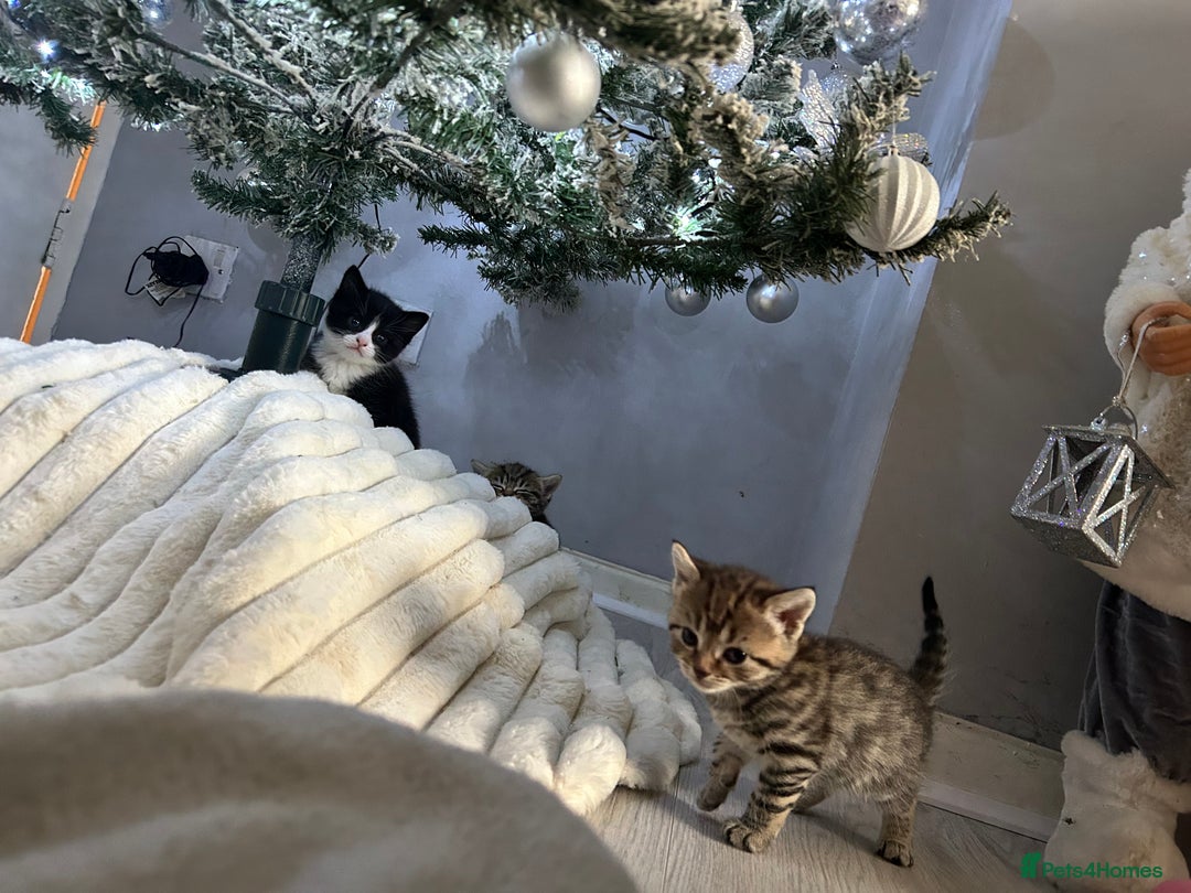 Mixed Breed cats for sale: 4 gorgeous kittens ready for amazing homes  - Advert 21