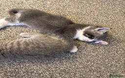 Mixed Breed cats for sale: Two lovely boys - Image 15