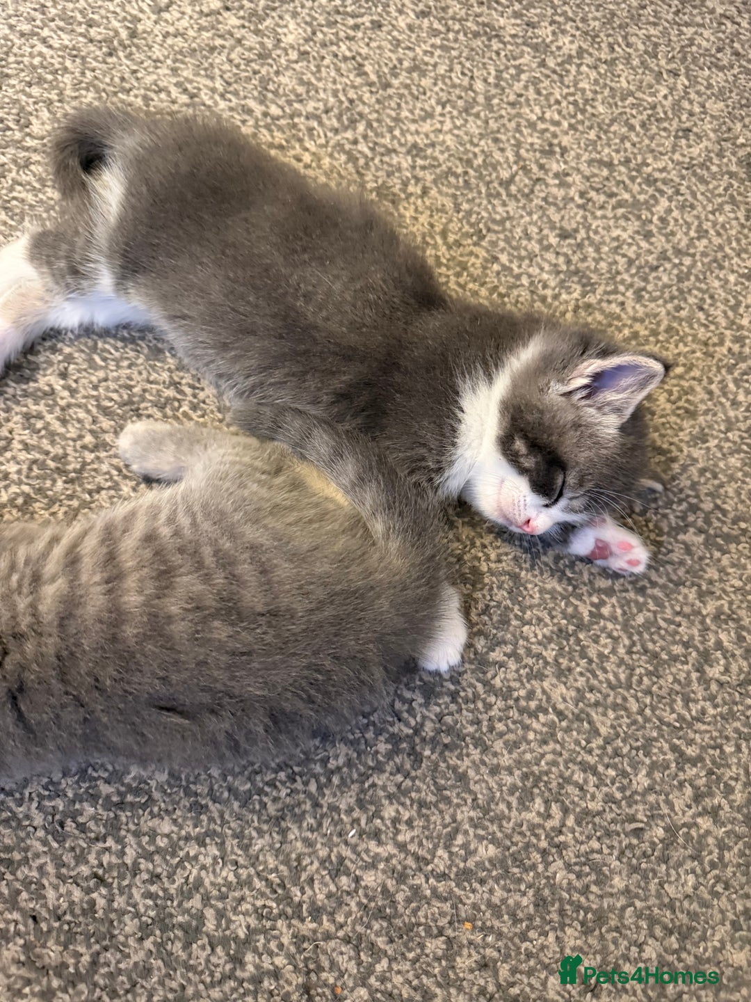 Mixed Breed cats for sale: Two lovely boys - Image 15