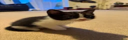 Mixed Breed cats for sale: 3 male kittens for sale  in Evesham - Advert 29