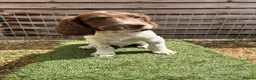 English Springer Spaniel dogs for sale: Male FTCh Sired ESS Puppy ready for forever homes - Advert 13
