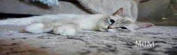 Ragdoll cats for sale: X5 Beautiful Ragdoll X kittens for sale  - Advert 14