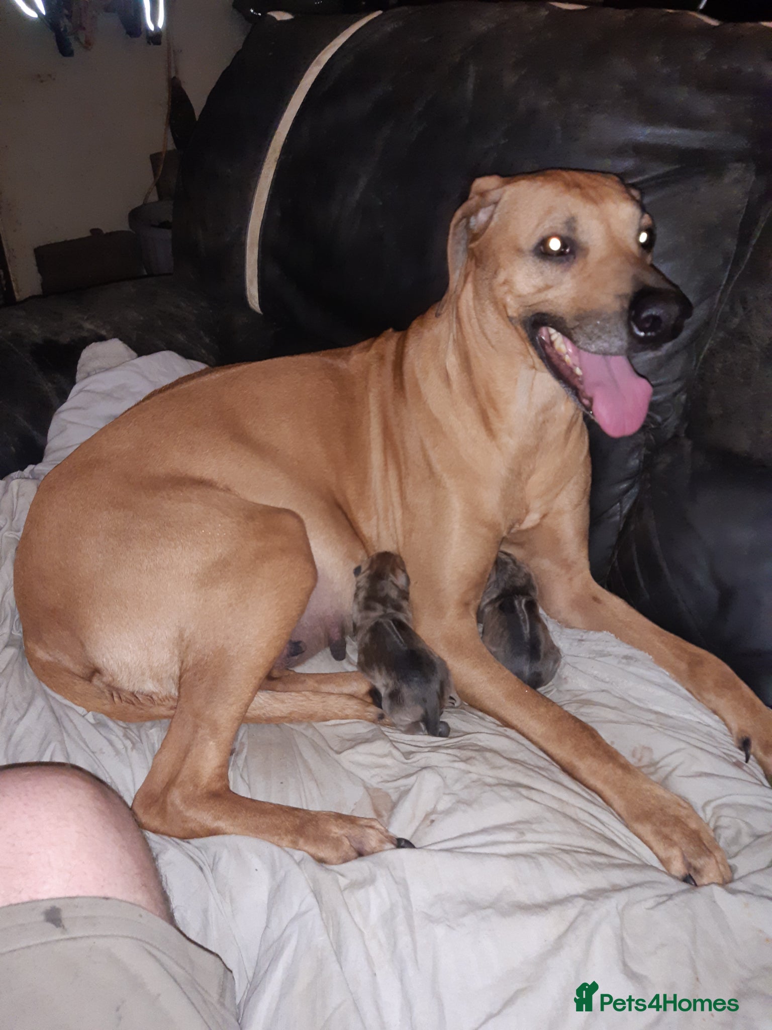 Rhodesian Ridgeback dogs for sale: 🦁RHODESIAN RIDGEBACKS PUPPIES🦁  in New Quay - Advert 4