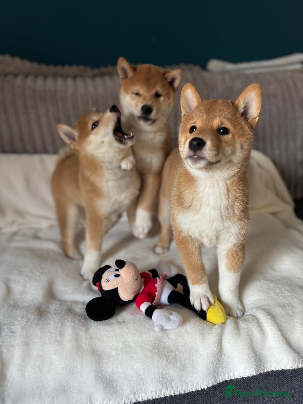 Japanese Shiba Inu dogs KC REGISTERED SHIBA INU RED PUPPIES FOR SALE - Advert 15