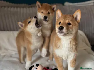 Japanese Shiba Inu dogs KC REGISTERED SHIBA INU RED PUPPIES FOR SALE - Advert 15