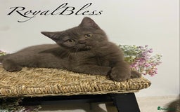 British Shorthair cats for sale: 👑ROYALBLESS STUNNING LILAC BRITISH SHORTHAIR  - Image 28
