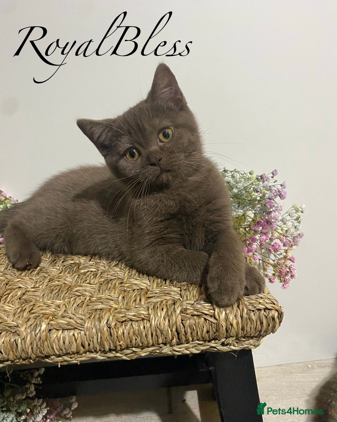 British Shorthair cats for sale: 👑ROYALBLESS STUNNING LILAC BRITISH SHORTHAIR  - Image 28